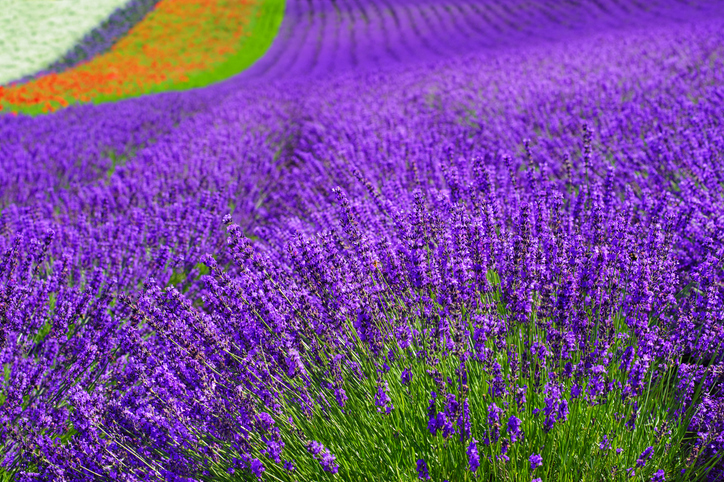/uploadfo/image/goods/main/30007733/lottejtb_cm9900_30000272.jpg